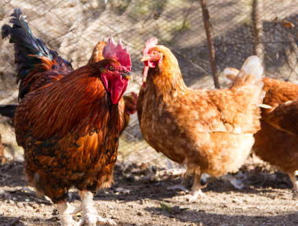 Poule Grippe Aviaire