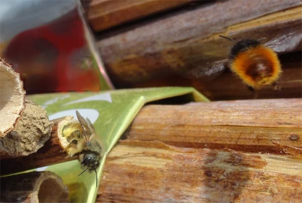 Abeilles maçonnes Vignette