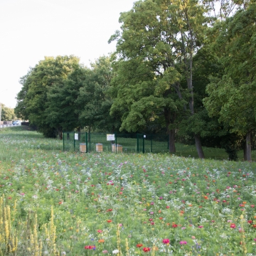 Prairie fleurie et rucher