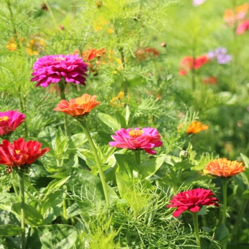 Prairie fleurie